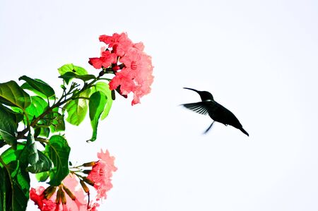 Humming Bird