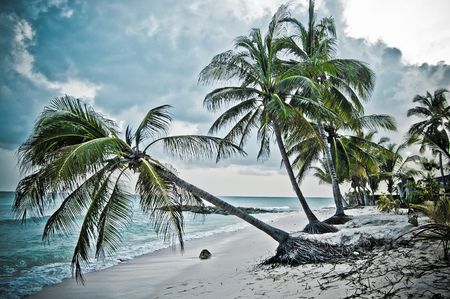 Barbados Palmsの写真素材