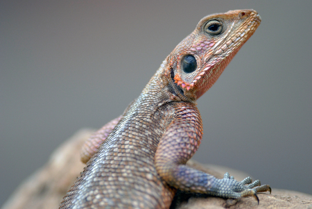 Lizards Agama Mwanza filmed in Kenyaの写真素材