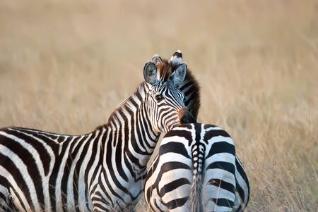 photo zebra resting her head on friend's back on the African savannah, Kenya Africaの写真素材