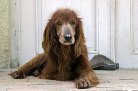 Irish setter lying on the doorstep and guarding the shoes of their masters, Georgiaの写真素材