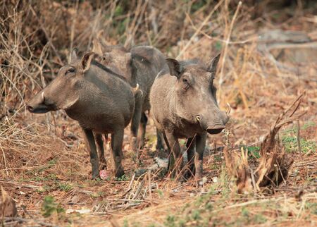 family of African warthogs standing in the grass, guarding your group, Botswana, Chobeの写真素材