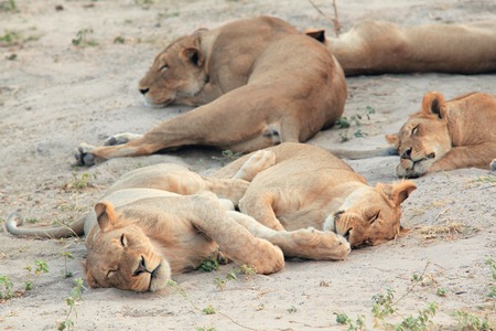 young lioness resting and sleeping on the African savannah, Kenyaの写真素材