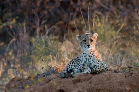 Cheetah baby at sunset lying on the African savannah, looking sadly into the distance, Kenyaの写真素材