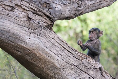 Funny baby monkey in a boxer's pose on a tree in the African savannahの写真素材
