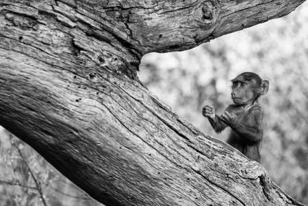 amusing monkey cub standing in a funny pose, Kenya