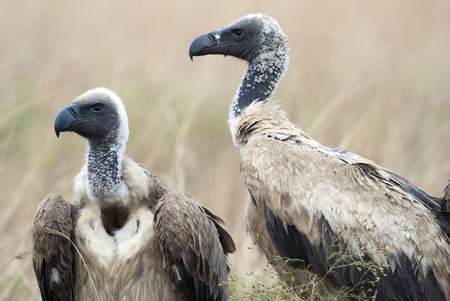 Portrait of scavengers vultures in the African savannah, Kenya