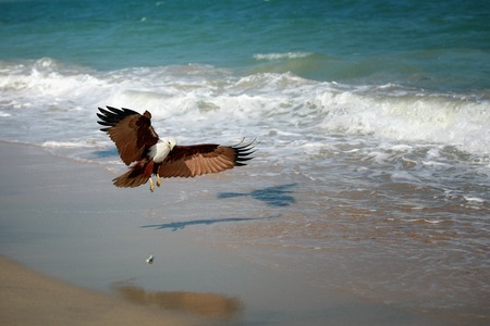 Eagle attacking prey on the seashore, India