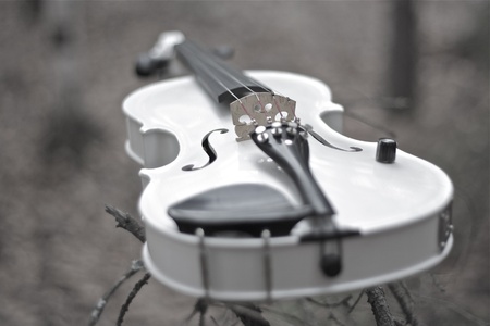White Violinの写真素材