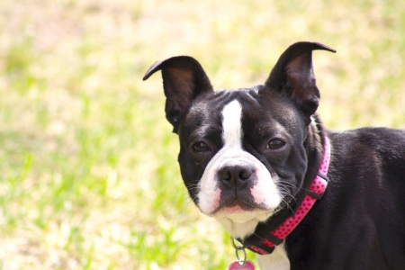 Boston Terrierの写真素材