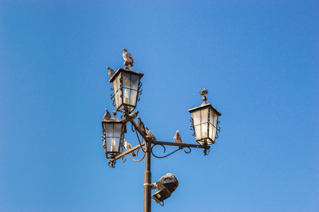 Pigeons sitting on the street lamp with blue background.の写真素材