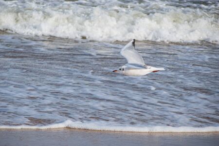 A seagull flying over the Baltic Sea.の写真素材