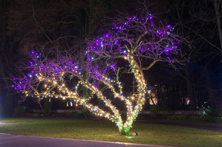 Gdansk, Poland - December 8, 2017: Tree at christmas illumination at night in Oliwa park in Gdansk.のeditorial素材