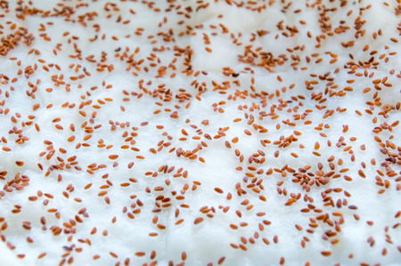 Lepidium sativum L. seeds on wet cotton wool.の写真素材