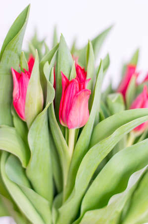 Close-up for red tulip flower.の写真素材