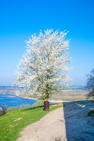 Blooming Mirabelle tree on blue sky.の写真素材