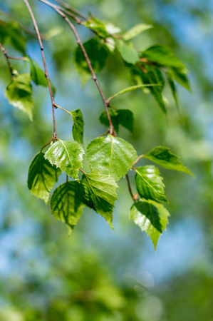 Green birch leaves.の写真素材