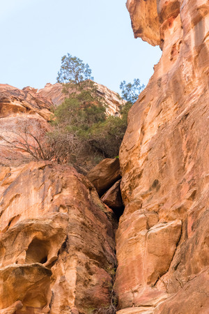 Rocks with trees in historical and archaeological Petra city called the Rose City. Petra is one of the New Seven Wonders of the World.の写真素材