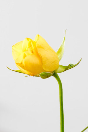 Yellow rose flower.の写真素材