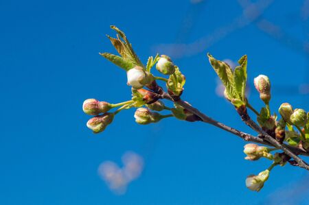 Cherry tree flowers starting blooming on blue sky.の写真素材
