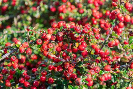 Lots of red berries on branches cotoneaster.