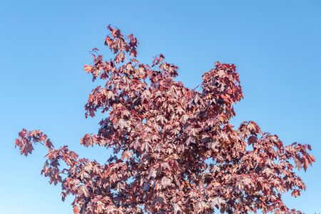 Top of Acer platanoides Crimson Sentry.の写真素材