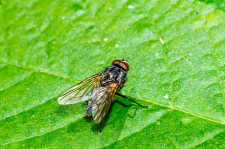 Housefly on green leaf - macro photography.
