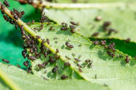 A lots of aphids on green cherry leaves.の写真素材