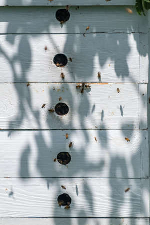 Entrance holes in wooden beehive for bees.