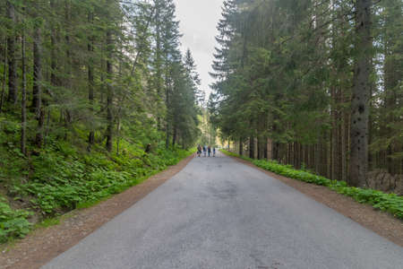 Way to Morskie Oko lake between trees in Tatra Mountains near Zakopane, Poland.