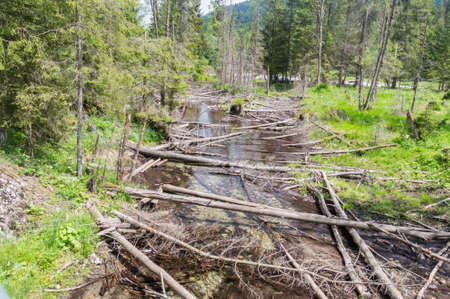 Potok u Lisow stream in Tatra Mountains.の写真素材