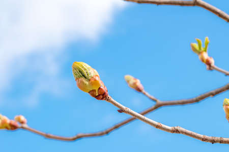 Branch of blossoming horse chestnut (Aesculus) flower bud.