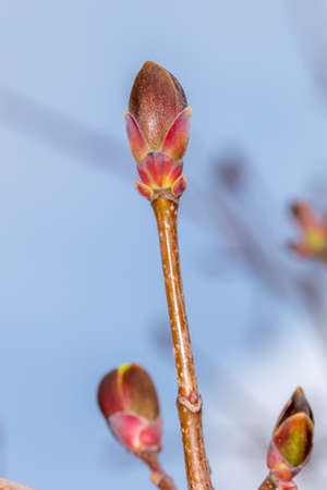Close-up on acer platanoides Deborah with buds.の写真素材