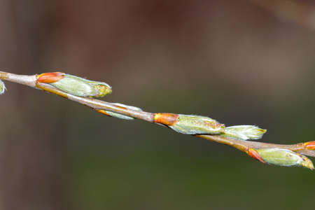 Buds of Salix alba tristis at spring time.