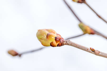 Fruit bud of Aesculus x carnea briotii at spring time.の写真素材
