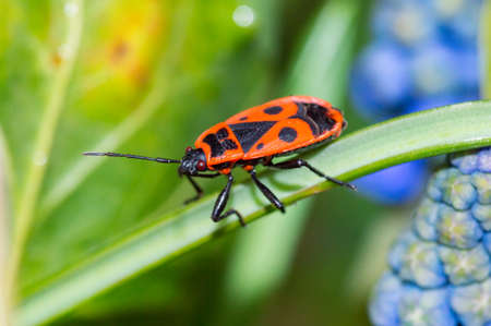 Firebug, Pyrrhocoris apterus, is a common insect of the family Pyrrhocoridae.