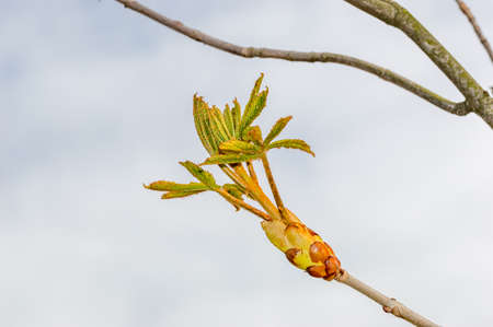 Open horse chestnut (Aesculus) bud in springtime.の写真素材