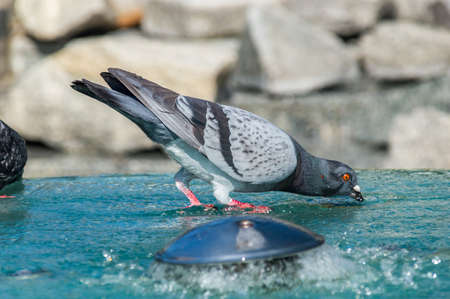 Pigeon drinking water on a fountain.の写真素材