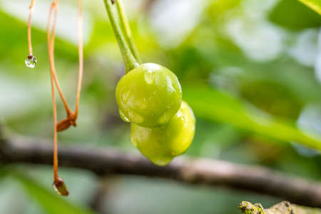 Unripe green cherry after rain.