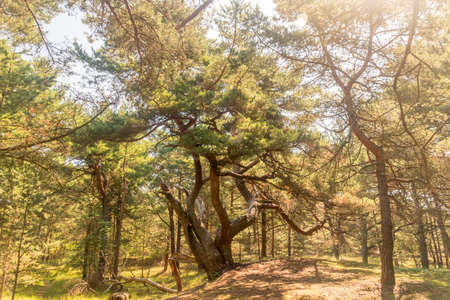 Tourist attraction Magic pine (Magic pine) in the forest on Hel peninsula.