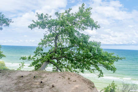 Single green tree on cliff with Baltic sea in background.の写真素材