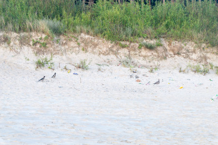 Birds among the garbage on the beach on Baltic sea.