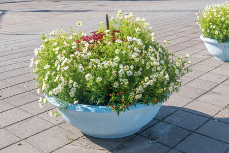 Flowers pot on the street in summer time.の写真素材