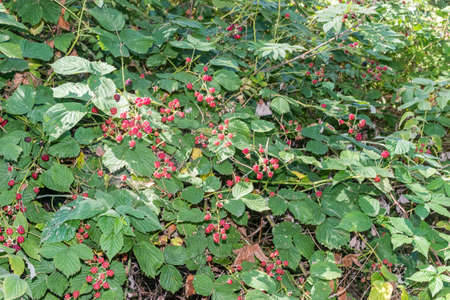 Red Wild raspberries surrounded by green leaves. Wild raspberry bushes growing in the forest with...