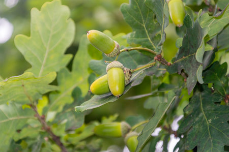 Green acorns fruits on oak tree branch in early autumn.の写真素材