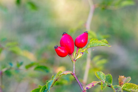 Rose hip or rosehip, also called rose haw and rose hep.の写真素材