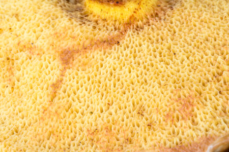 Detail of yellow bottom of the mushroom cap.の写真素材