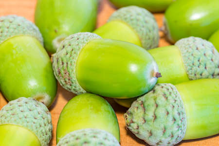 Closeup on green acorns fruit on wooden table.の写真素材