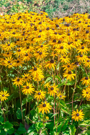 Yellow flowers of Rudbeckia. Rudbeckia is a plant genus in the Asteraceae or composite family.の写真素材