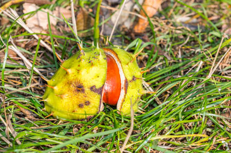 Chestnut in cracked peel on grass. Macro photo on chestnut.